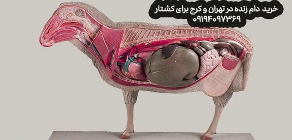 عکس حیوانات حلال گوشت