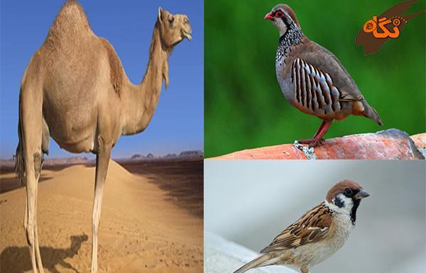 عکس حیوانات حلال گوشت