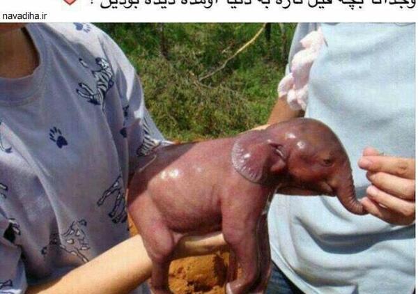 عکس فیل بچه