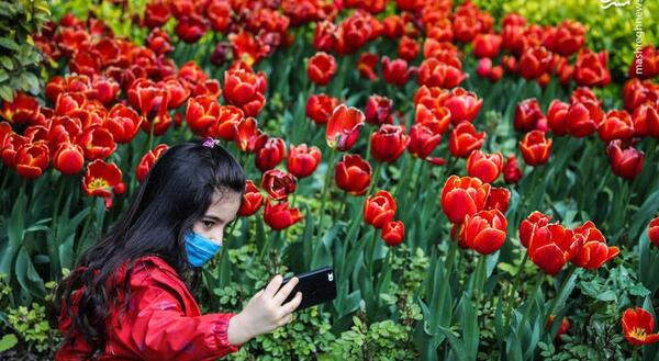 عکس گلهای زیبای ایرانی
