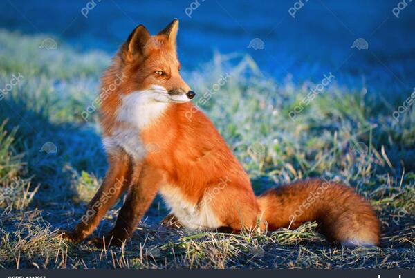 عکسهای جدید روباه قرمز