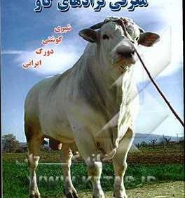 عکس گاو شیری اصیل