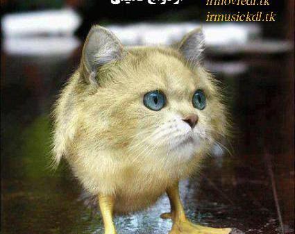 عکس ازدواج فامیلی