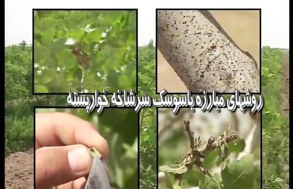 عکس سوسک سرشاخه خوار پسته