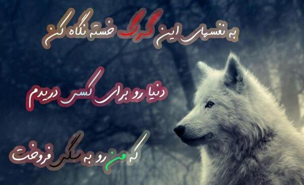 عکس گرگ نوشته دار