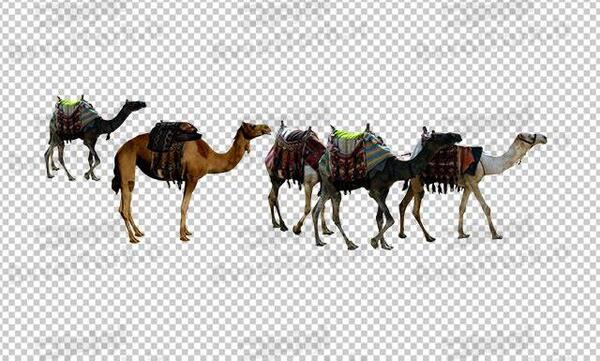 عکس شتر امام حسین