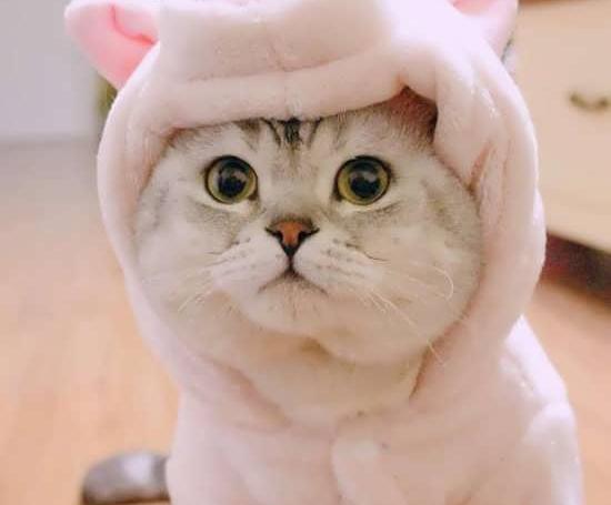عکس گربه صورتی ملوس