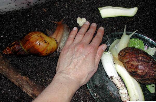 عکس غذای حلزون