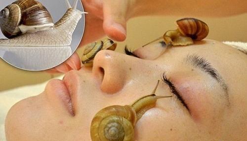 عکس غذای حلزون