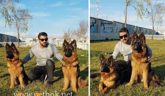 عکس سگ ژرمن شولاین نر