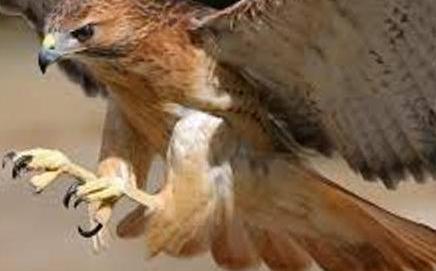 عکس نوزاد عقاب