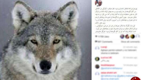 عکس واقعی گرگ