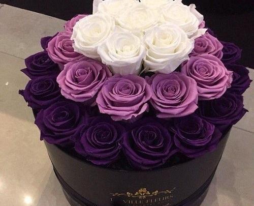 عکس گل رز بنفش برای پروفایل