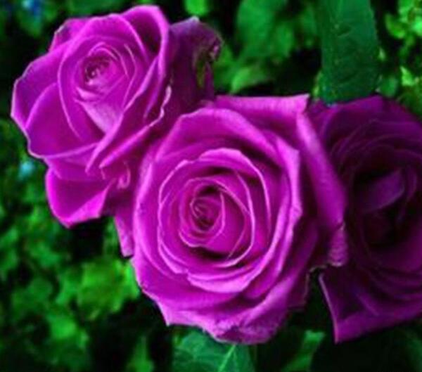 عکس گل رز بنفش برای پروفایل
