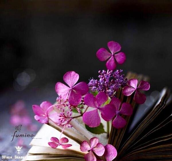 عکس گل رز بنفش برای پروفایل