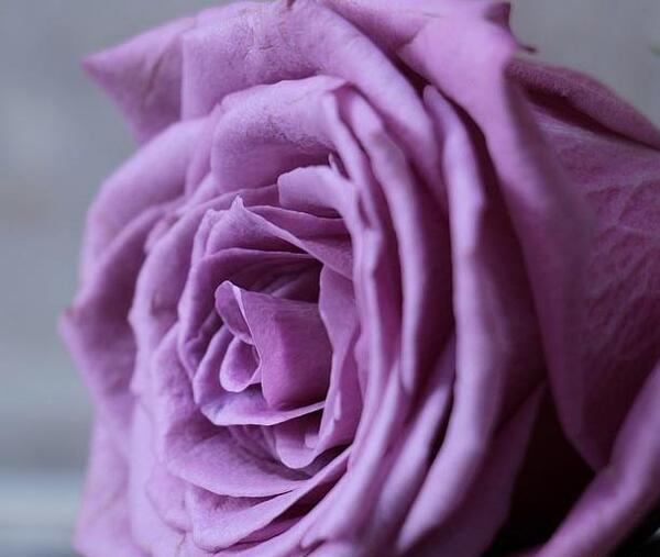 عکس گل رز بنفش برای پروفایل