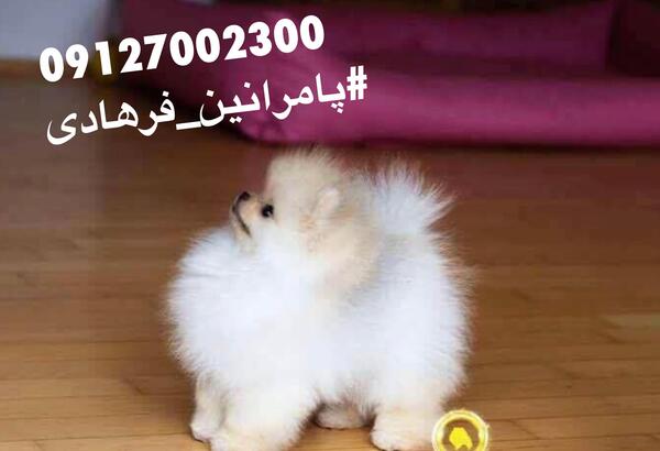 عکس سگ هاسکی و پامرانین