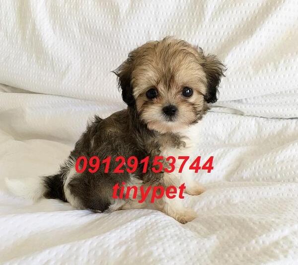 عکس سگ شیتزو کراس