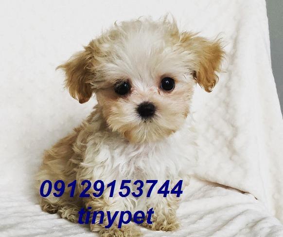 عکس سگ شیتزو کراس