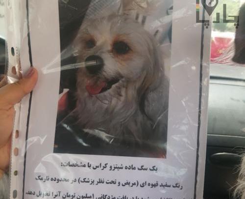 عکس سگ شیتزو کراس
