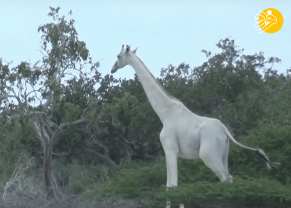 عکس سیاه سفید زرافه