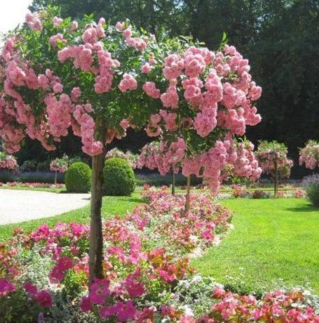 عکس از طبیعت ماه اردیبهشت