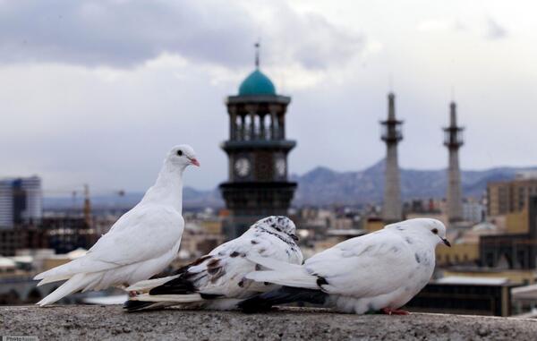 عکس حرم امام رضا در چشم کبوتر