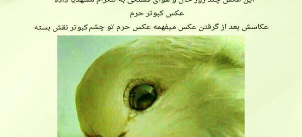 عکس حرم امام رضا در چشم کبوتر