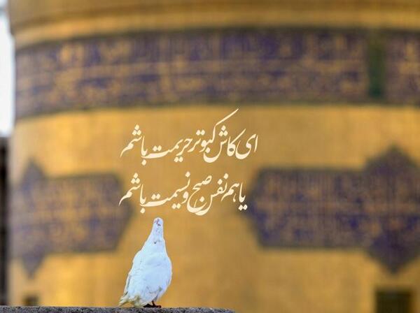 عکس حرم امام رضا در چشم کبوتر