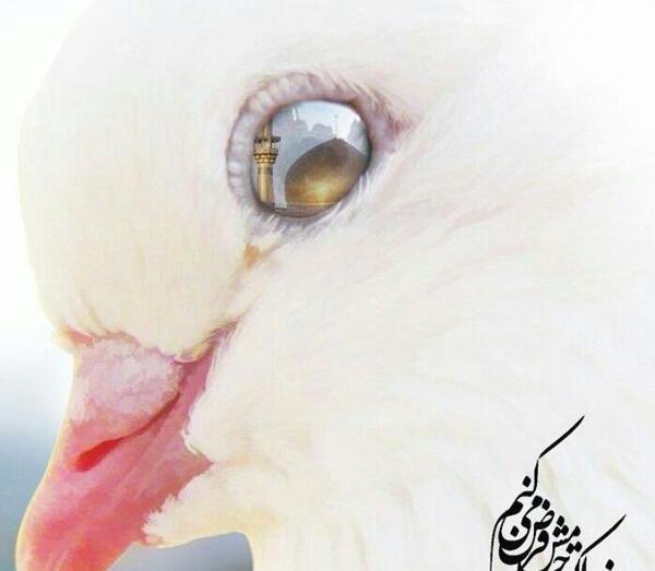 عکس حرم امام رضا در چشم کبوتر