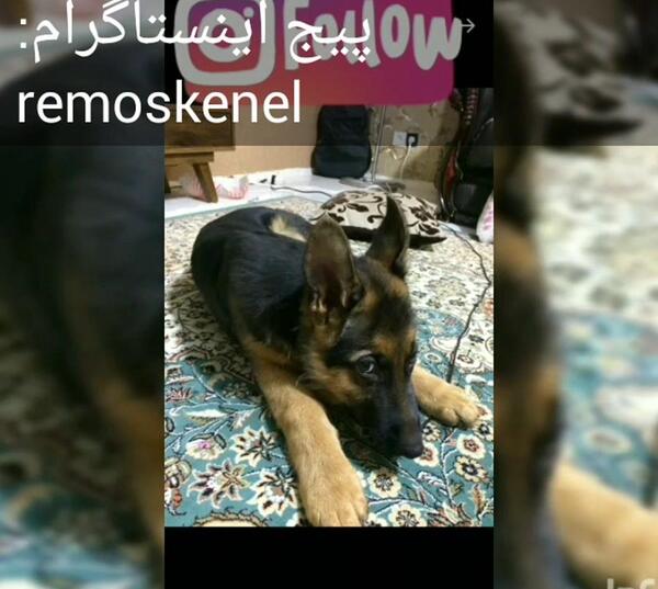 عکس سگ ژرمن پوکسز