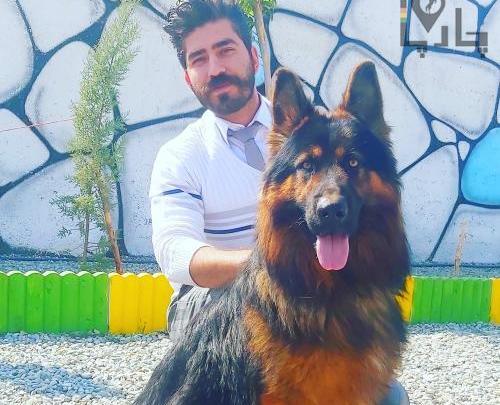 عکس سگ ژرمن پوکسز