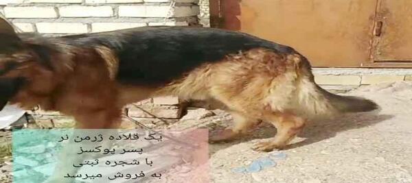 عکس سگ ژرمن پوکسز