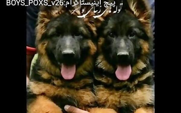 عکس سگ ژرمن پوکسز