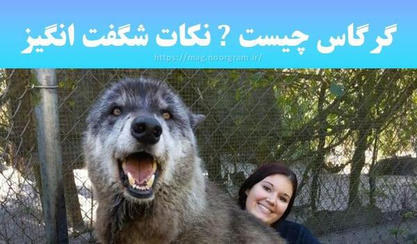 عکس سگ گرگاس