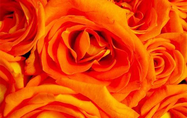عکس تصویر نارنجی