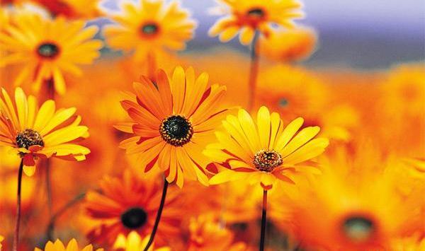 عکس تصویر نارنجی