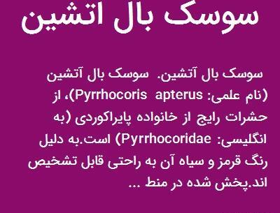 عکس سوسک آتشین