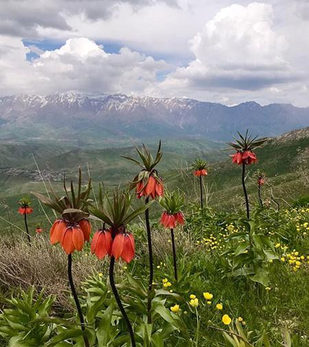 عکس بازارچه مرزی جوانرود