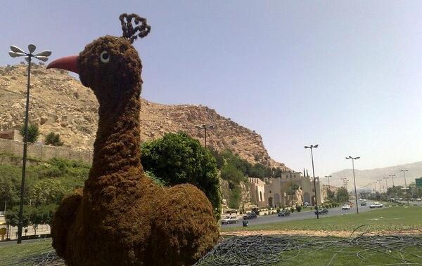 عکس طاووس شیراز