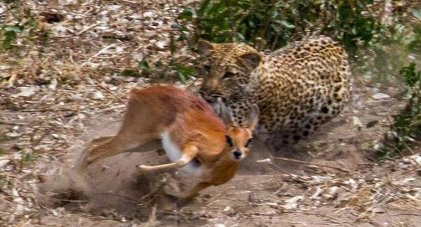 عکس اهو پلنگ