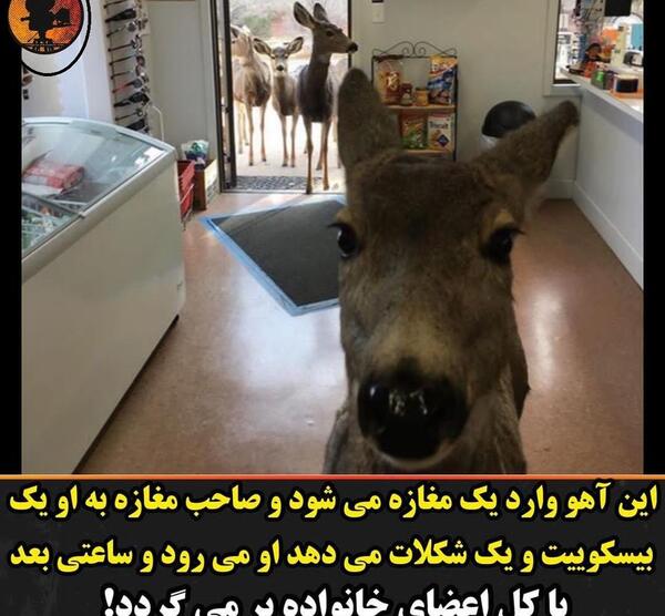 عکس جالب آهو