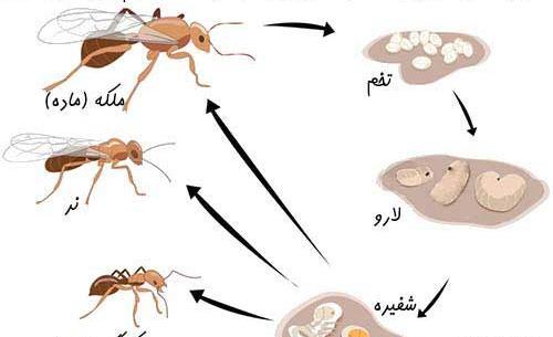 عکس داخل لانه مورچه ها