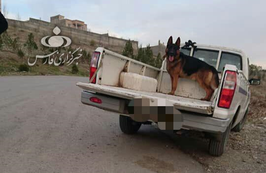 عکس سگ ژرمن مرده