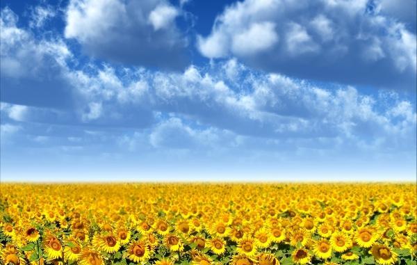 عکس طبیعت واقعی تابستان