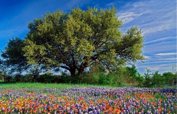 عکس طبیعت واقعی تابستان