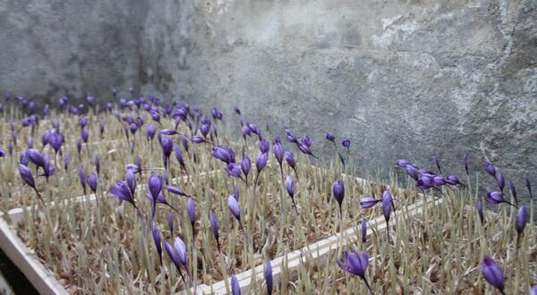 عکس زعفران گلخانه ای