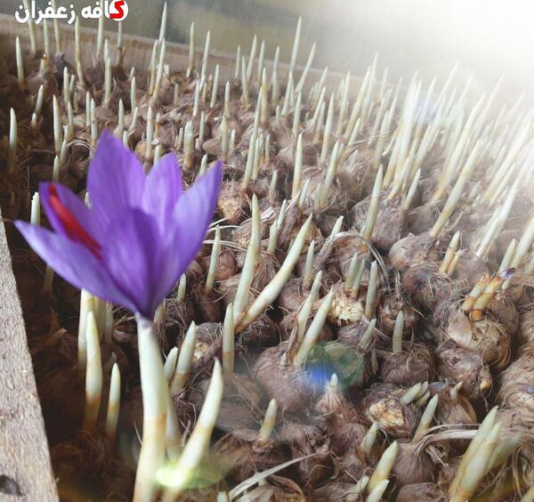 عکس زعفران گلخانه ای