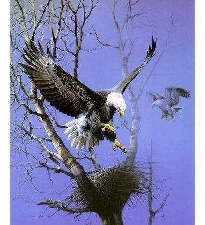 عکس عقاب روی شاخه