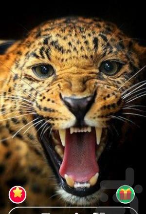عکس زمینه حیوانات